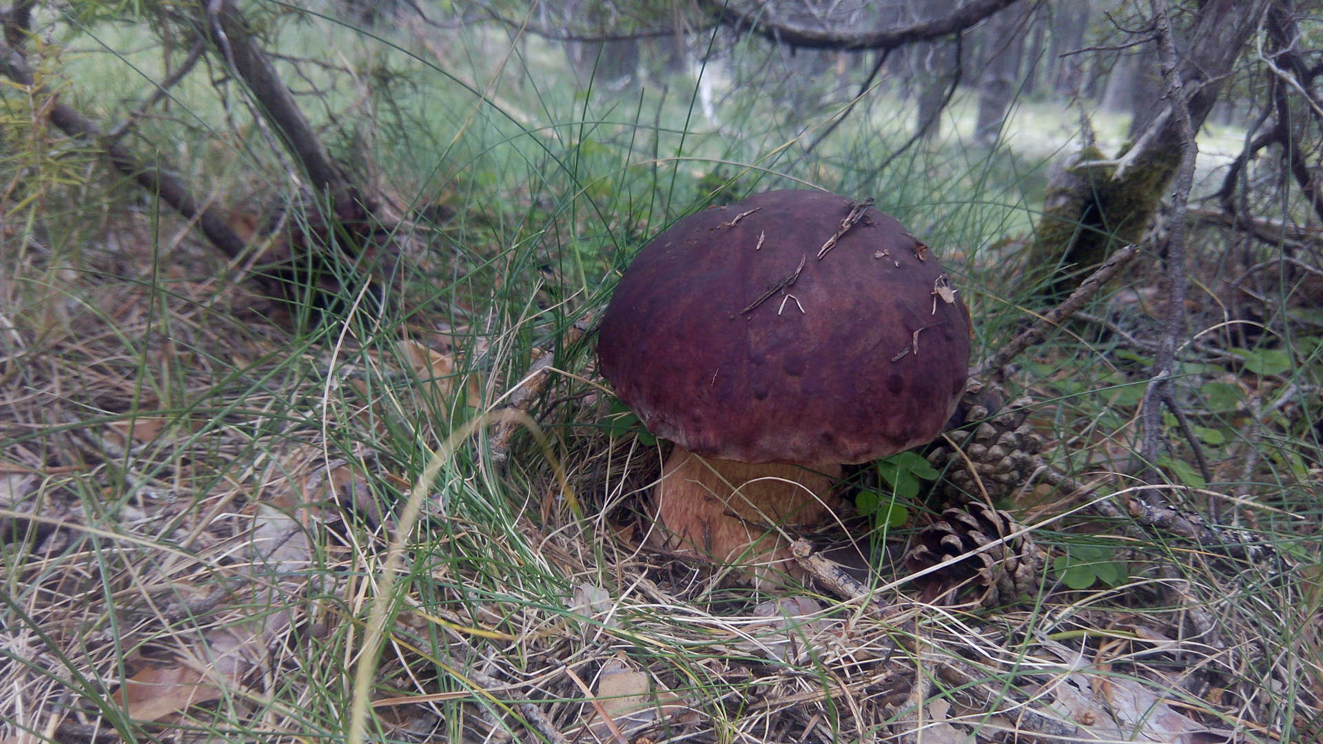 Boletus pinophilus