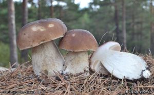 Boletus edulis-cotos de setas