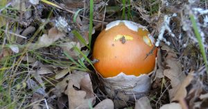 Amanita cesarea