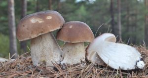 Boletus edulis