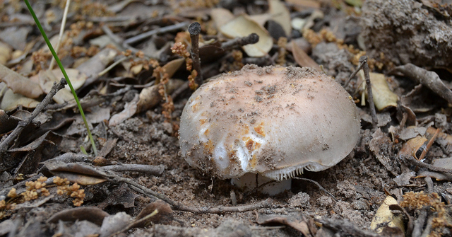 Russula_cyanoxantha