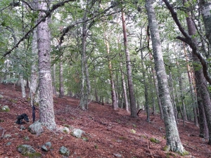 Pinares de Urbión