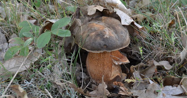 PInares de Urbión - Boletus aereus