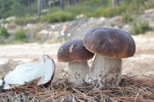 boletus edulis